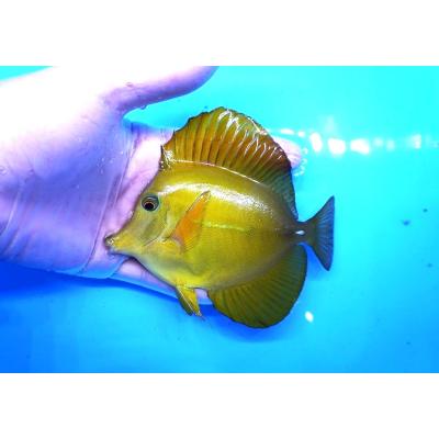 キイロハギ海水魚のおすすめ人気商品一覧 通販 - Yahoo!ショッピング