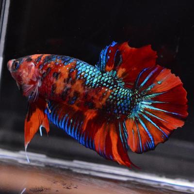 ベタ専門店 ペットフィッシュ - ジャイアント｜Yahoo!ショッピング