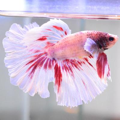 ベタ ダンボ（熱帯魚生体）｜観賞魚生体｜熱帯魚、アクアリウム用品