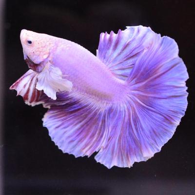 ベタ ハーフムーン♂ ピンクファンシー系 マジックリーフ、ヤシャブシの実付き 即日お渡し可能 熱帯魚 アクアリウム ベタ専門店 ペットフィッシュ - ハーフムーン｜Yahoo!ショッピング