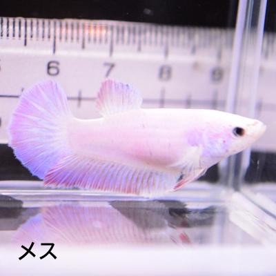 ベタ専門店 ペットフィッシュ - メス｜Yahoo!ショッピング