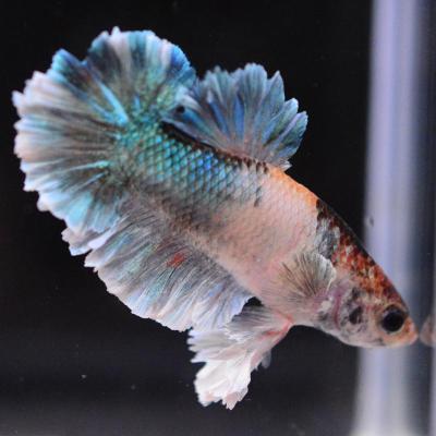 ベタ 熱帯魚 アルビノのおすすめ人気商品一覧 通販 - Yahoo!ショッピング