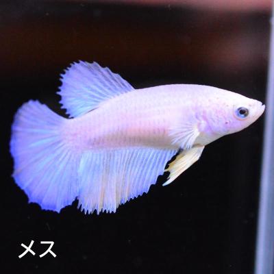 ベタ ハーフムーン イエローの商品一覧 通販 - Yahoo!ショッピング