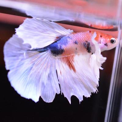 ベタ 熱帯魚 アルビノのおすすめ人気商品一覧 通販 - Yahoo!ショッピング