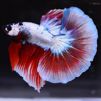 ベタ 熱帯魚 アルビノの商品一覧 通販 - Yahoo!ショッピング