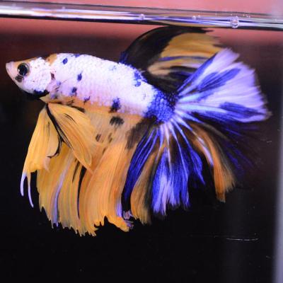 ベタ 熱帯魚 アルビノの商品一覧 通販 - Yahoo!ショッピング