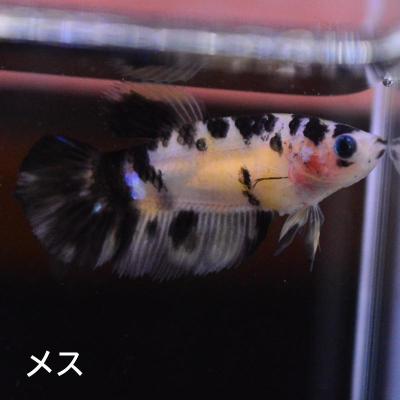 ベタ ギャラクシー（鑑賞魚生体）｜熱帯魚、アクアリウム用品 | ペット 