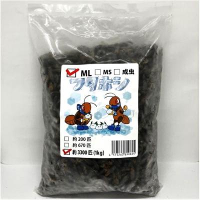 冷凍☆フタホシML 100g 月夜野ファーム 冷凍コオロギ 国産 別途