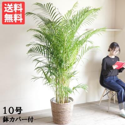 アレカヤシのおすすめ人気商品一覧 通販 - Yahoo!ショッピング