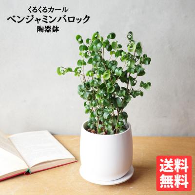 ベンジャミンバロックの商品一覧 通販 - Yahoo!ショッピング