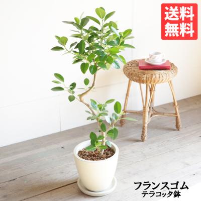 フランスゴムの木（観葉植物） | 花、ガーデニング のおすすめ人気商品
