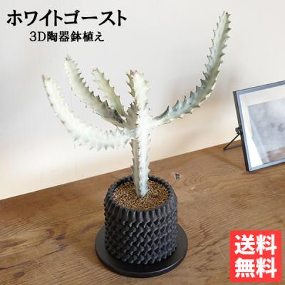 ユーフォルビア ホワイトゴースト（花、ガーデニング）のおすすめ人気