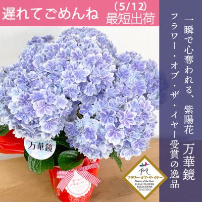 キンリョウヘン 常盤錦 キンリョウヘン（花、ガーデニング）のおすすめ人気商品一覧 通販