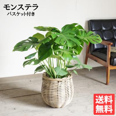 観葉植物 モンステラ 大型（観葉植物） | 花、ガーデニング の商品一覧