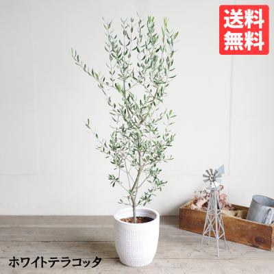 オリーブの木の商品一覧 通販 - Yahoo!ショッピング