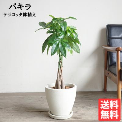 金のなる木（花、ガーデニング）の商品一覧 通販 - Yahoo!ショッピング