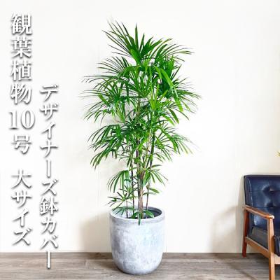 シュロの木　全長約140cm 新品鉢付き 楽天市場】シュロ の 木の通販