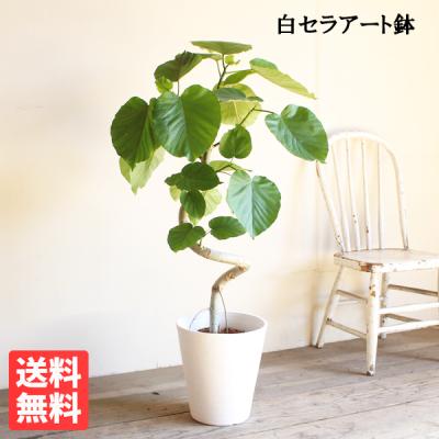 【現品】フィカス・ウンベラータ　8号　白鉢（1） フィカスウンベラータ 8号（観葉植物） | 花、ガーデニング の商品一覧