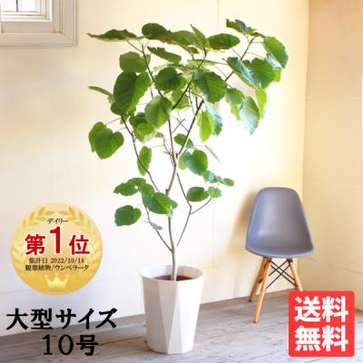 フィカス ウンベラータのおすすめ人気商品一覧 通販 - Yahoo!ショッピング