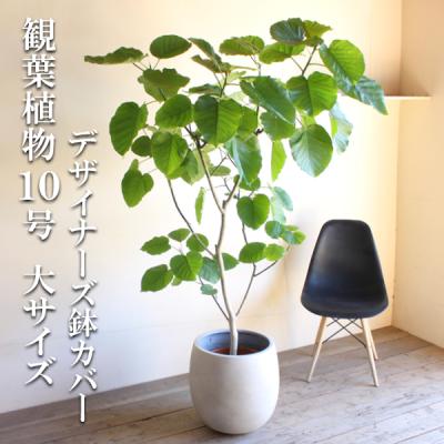 ウンベラータ 180cm（観葉植物） | 花、ガーデニング のおすすめ人気