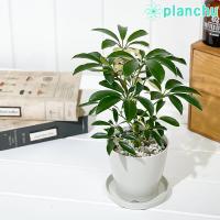 シェフレラ ルフィーナ 3 5号 Schefflera Rufiina 緑の風yamashoku ヤフー店 通販 Yahoo ショッピング
