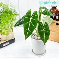 アロカシア アマゾニカ5号鉢 クワズイモ 送料無料 風水 南国 インテリア プレゼント Hc Amazonica5 花束ギフト花工房 誕生日翌日配達 通販 Yahoo ショッピング