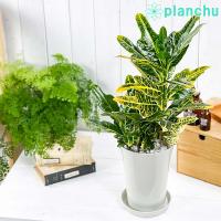 観葉植物 クロトン ほこ葉系 レッド 6号鉢 受け皿付き 育て方説明書付き Codiaeum Variegatum Cv ヘンヨウボク 変葉木 0808 プランチュ Yahoo 店 通販 Yahoo ショッピング