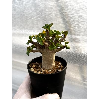 園主おまかせ】アデニウム・獅子葉 葉巻 ドーセットホーン 3号鉢