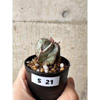 ユーフォルビア ホリダの商品一覧 通販 - Yahoo!ショッピング ユーフォルビア ホリダの商品一覧 通販 - Yahoo!ショッピング