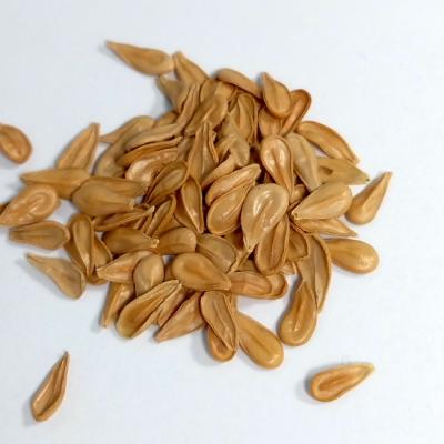 種子50粒 パキポディウム・アンボンゲンの種子 種子50粒 パキポディウム・アンボンゲン 種子50粒パキポディウム