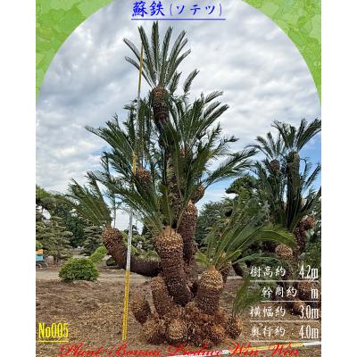 2026年 New Release 美景美観 蘇鉄(ソテツ)の巨株 No5 (1本株) : PLANT