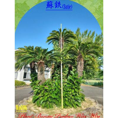 2025年 New Release 美景美観 蘇鉄(ソテツ)の大株(MZ) No6 : PLANT