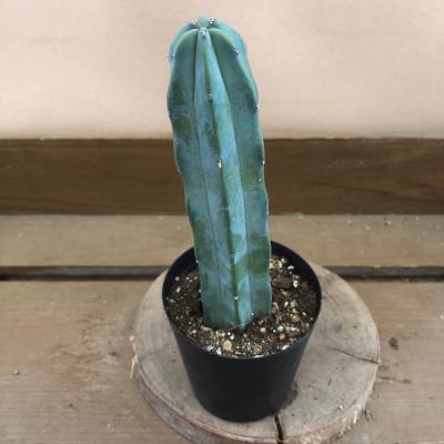 竜神木のおすすめ人気商品一覧 通販 - Yahoo!ショッピング