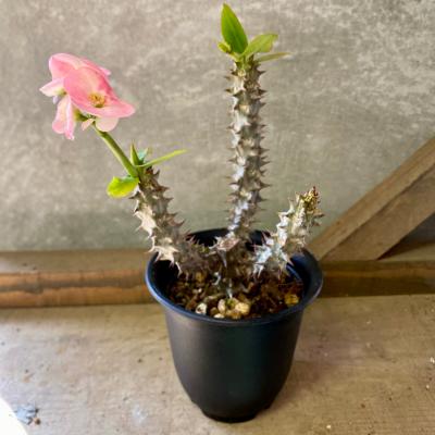 ユーフォルビア種（サボテン、多肉植物） | 花、ガーデニング の