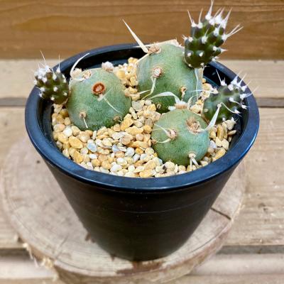 テフロカクタス(一部オプンチアとか)実生苗セット　ラベルつき　速達 テフロカクタス(一部オプンチアとか)実生苗セット ラベルつき