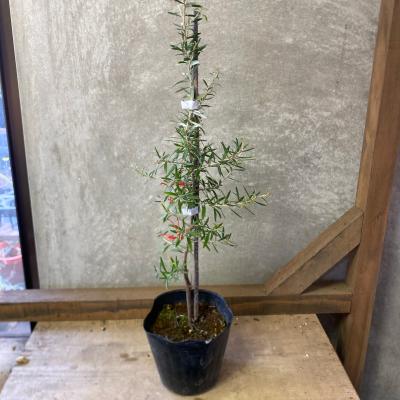 オージープランツ（花の苗）｜苗 | 花、ガーデニング のおすすめ人気