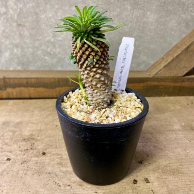 多肉植物 桃太郎のおすすめ人気商品一覧 通販 - Yahoo!ショッピング