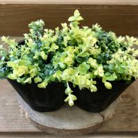 ハナカンザシ 花かんざし ヘリクリサム ローダンセ １株 花苗 ガーデニング 寄せ植え ドライフラワーに N Hanakanzashi イングの森 花 苗 育て方 通販 Yahoo ショッピング