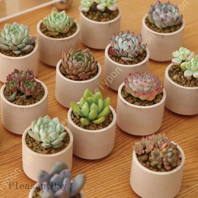 多肉植物鉢のおすすめ人気商品一覧 通販 - Yahoo!ショッピング