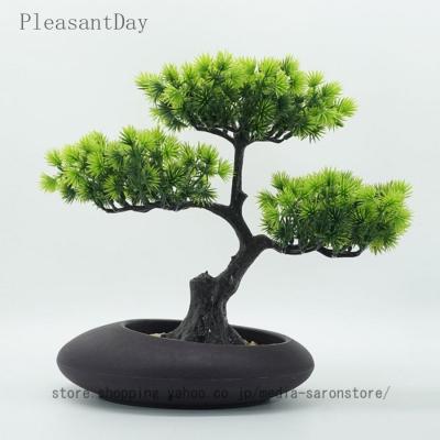 松 鉢植えの商品一覧 通販 - Yahoo!ショッピング