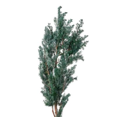 ヒムロスギのおすすめ人気商品一覧 通販 - Yahoo!ショッピング