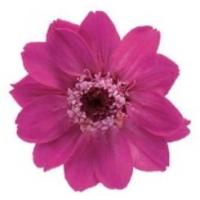 ジニア・小・エスプリピンク（12輪入） | 花材問屋Blossom