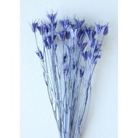 ニゲラオリエンタリス・コバルトブルー | 花材問屋Blossom