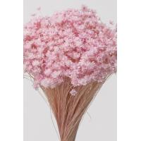 ブライダルピンク・スターフラワー・ミニ | 花材問屋Blossom