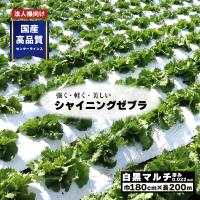 白黒マルチ 幅180cm シャイニングゼブラ 国産 穴なし センターライン入 白黒マルチシート 畑 地温 温度 抑制 防草 雑草対策 プラスワイズ Z 個人宅配送不可 | プラスワイズ業者用専門店