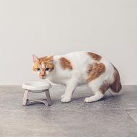 【LINEギフト用販売ページ】ペット 食器 陶器 猫 犬  pecolo Food Stand S [陶器浅型] PCL-FS-SA | plywood