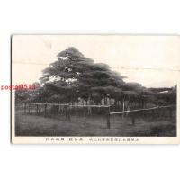 XyA5347山梨 山梨県北巨摩郡新富村三吸吹 万休院 舞鶴の松 *折れ有り【絵葉書