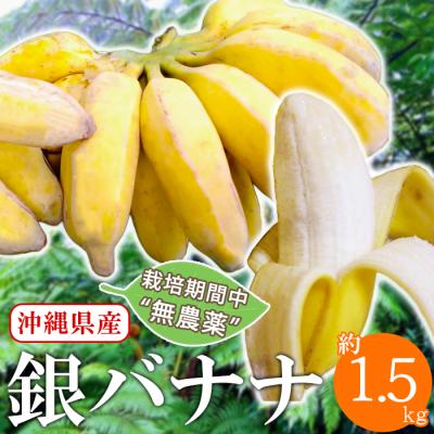 Yahoo店限定10%OFF】 沖縄県産 銀バナナ 1.5kg 無農薬 フルーツ バナナ