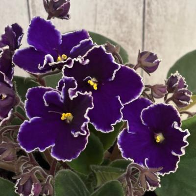 フラワーショップ POCOLOCO - セントポーリア｜Yahoo!ショッピング