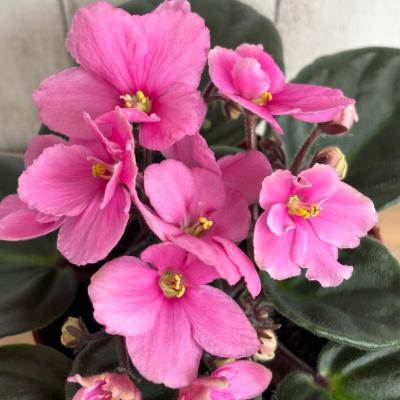 セントポーリア　Pon フラワーショップ POCOLOCO - セントポーリア｜Yahoo!ショッピング